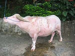 Albino-Water-Buffalo-Rantepao