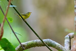 Alstroms Warbler 0A2A1035.jpg