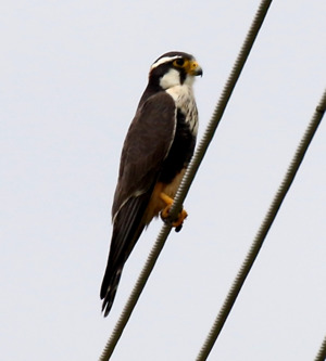 Aplomado Falcon