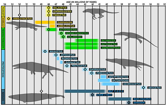 Archaeoceti geological ages 01