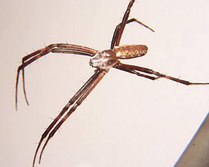 Argiope aurantia male