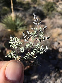 Argyrochosma limitanea leaf underside