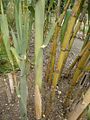 Arundo donax 3