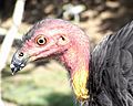 Australian Brush-Turkey Head