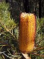 B spinulosa Nowra2 email