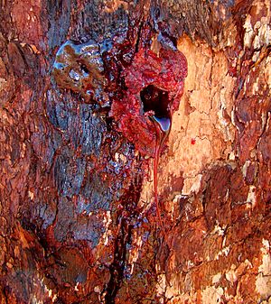 Bloodwood Bleeding