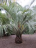 Butia eriospatha kz1.JPG