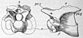 Calamosaurus vertebra