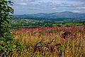 Carlow Countryside from Graiguenamanagh