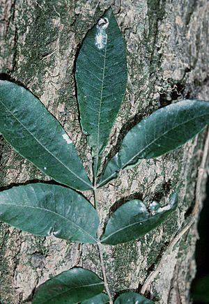 Carya aquatica USDA.jpg