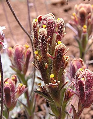 Castillejacinerea.jpg