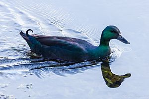 Cayuga drake 2012-05-02 001.jpg