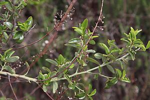 Ceanothus cyaneus 117395175.jpg