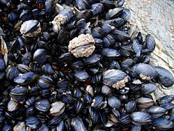 CornishMussels.JPG