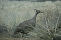 Crested Tinamou Bronx Zoo