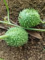 Cucumis anguria, Fruits 03