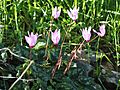 Cyclamen flower, December 2014