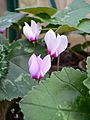 Cyclamen rohlfsianum02