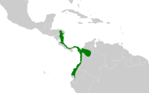 Cyphorhinus phaeocephalus map.svg