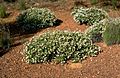 Darwinia capitellata habit