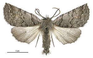 Declana griseata female.jpg