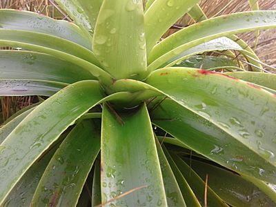 Dracophyllum traversii 7531498