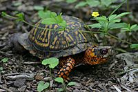 EasternBoxTurtleMale