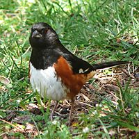 Eastern Towhee-27527-2