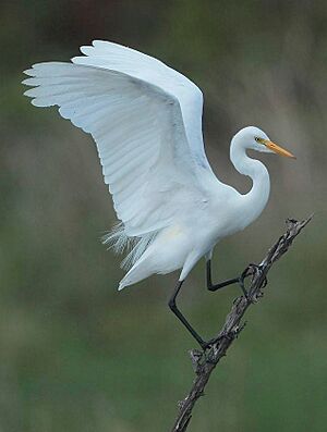 Egretta intermedia00.jpg