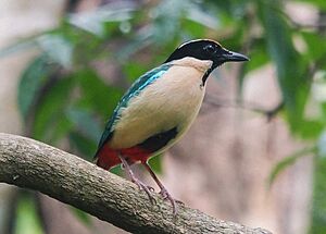 Elegant Pitta 4.jpg