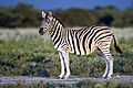 Equus quagga burchellii - Etosha, 2014.jpg