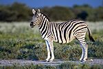 Equus quagga burchellii - Etosha, 2014.jpg