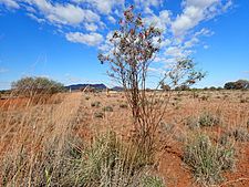 Eremophila latrobei filiformis (habit)