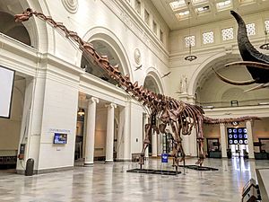 FMNH Patagotitan.jpg