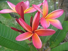 Frangipanier à Tahiti