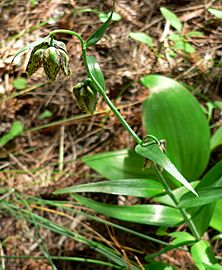 Fritillaria affinis 1