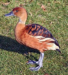 Fulvous whistling duck