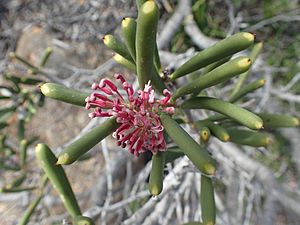 Hakea clavata (2).jpg