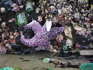 Haystack Rock Tidepools - 53061336181