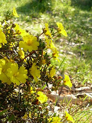 Hibbertia hypericoides (1)