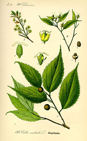 Illustration Celtis australis0.jpg