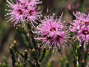 Kunzea opposita (2).jpg