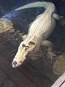 LeucisticAlligator