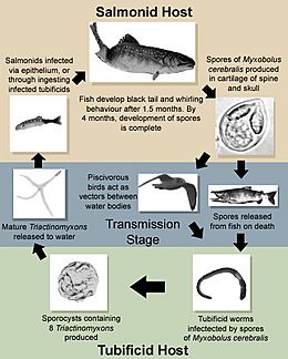 LifeCycle(Myxobolus cerebralis)