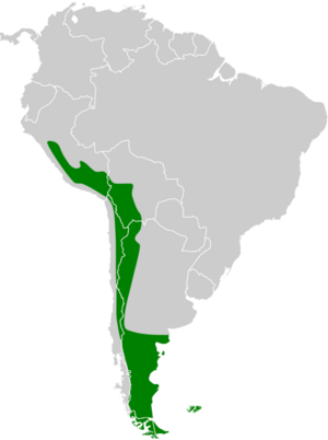 Lophonetta specularioides map.svg