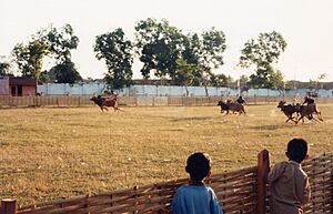 Madura bull racing 1999