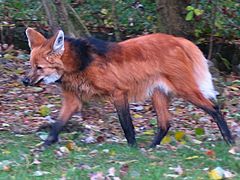 Maned wolf-aguara guazu