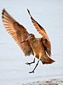 Marbled godwit Sandiego