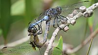 Mating Orthetrum boumiera (49698313401)