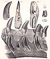 Megalosaurus mandible